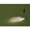 Delphin Method QUIX Method Feeder Košík L / 90g
