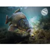 Delphin D Snax Shell Čokoláda-Banán 12mm Wafters 30gr