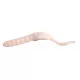 Trabucco Yummy Bait Tail Dancer Bílý 5cm Plastová Návnada 8ks