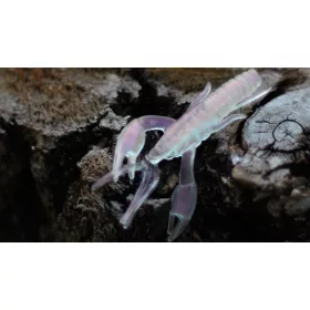   Rapture ULC Alive Craw 5cm 1,8gr Perleťově růžová Měkká gumová nástraha 12ks