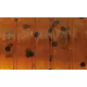 Rapture ULC Cricket 3,3cm 1gr Green Pumpkin BF Měkká Gumová Návnada 8ks