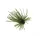Rapture TG Finesse Rub Jig 2,3gr #01 Watermelon Sukňový jig