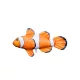 Rybí polštář Nemo Baby