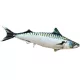 EnergoTeam Polštář Atlantic Mackerel 60cm