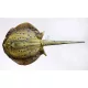 EnergoTeam The Bluespotted Stingray 85cm Rybí polštář