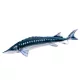 EnergoTeam The Monster European Sturgeon 200cm Rybí polštář