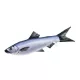 EnergoTeam The Herrings-Sardines 60cm Rybářský Polštář