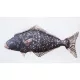 EnergoTeam The Halibut 72cm rybářský polštář