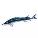 EnergoTeam The European Sturgeon 36cm Rybí Polštář