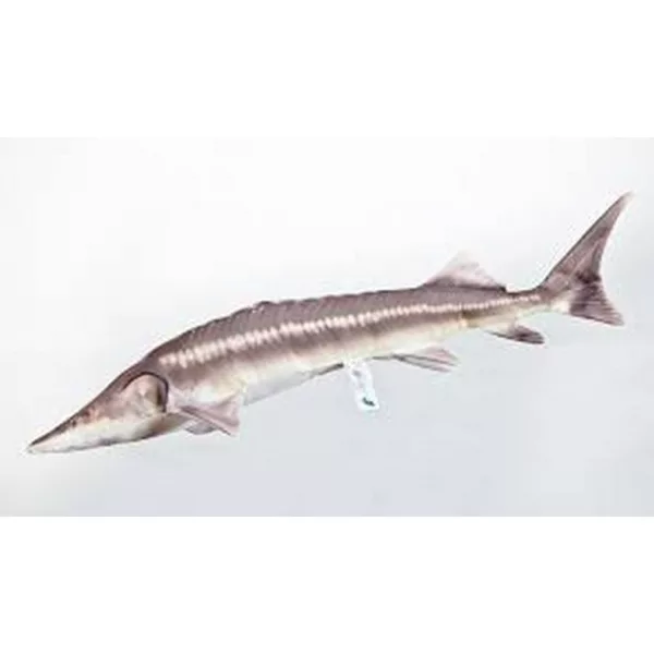 EnergoTeam The Sterlet Sturgeon New 60cm Rybí Polštář