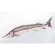 EnergoTeam The Sterlet Sturgeon New 60cm Rybí Polštář