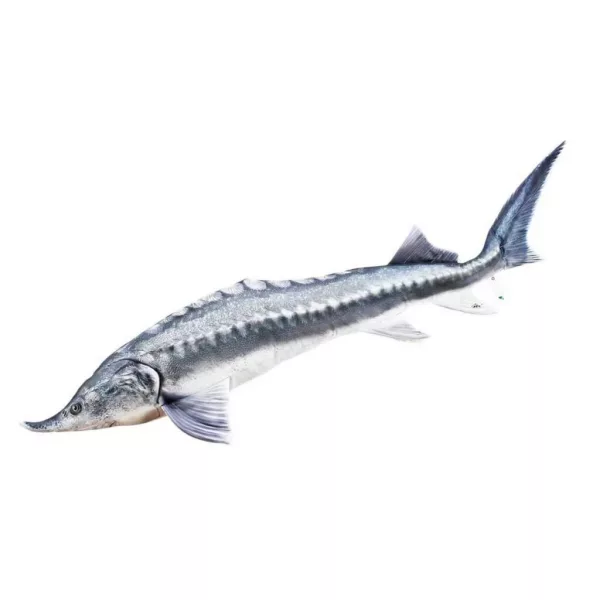 EnergoTeam The Beluga Sturgeon 140cm Rybí Polštář