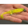 Reiva Offset Worm Černý 2/0 5ks/balení Háček s očkem a vouskem pro dravé ryby