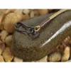 Korda COG Flat Lead Kaprové Olovo 168gr