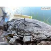 Sasame Carping 2 Háček na boilies s očkem a protihrotem 6ks