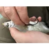 Haldorádó Catfish Rig 1 Kombinovaný návazec na sumce Stupekes 100cm
