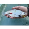 Haldorádó Catfish Rig 1 Kombinovaný návazec na sumce Stupekes 100cm