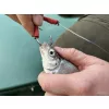 Haldorádó Catfish Rig 4 Návazec na sumce s živou nástrahou ˝Haarmontage˝ 180cm