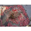 Korum Camo Grub Feeder Krmítko na červy 30gr