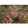 Korum Camo Window Feeder Krmítko 60g
