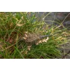 Korum Camo Window Feeder Krmítko 60g