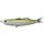 Livetarget Shiner Walking Bait Metallic Lemon Lime 11,5cm 14gr Gumová nástraha