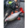 Fox Rage Ultra Realistic Roach Replicant plastová nástraha Plotice 14cm 45gr