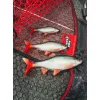 Fox Rage Ultra Realistic Roach Replicant plastová nástraha Plotice 14cm 45gr