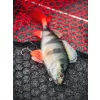 Fox Rage Ultra Realistic Perch Replicant plastová nástraha Okoun 18cm 100gr