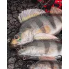 Fox Rage Ultra Realistic Perch Replicant plastová nástraha Okoun 18cm 100gr