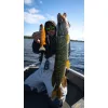 Fox Rage Jointed Replicants 32cm Orange Belly Perch UV Nástraha