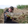 Fox Rage Hromadně naložené Shads Zander Pro UV Okoun 12cm 4/0 50gr Plastová nástraha