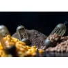 Preston Bait Up Window Krmítko 70gr