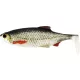 WESTIN Ricky the Roach Shadtail 10cm 14g Reálná plotice 2ks Plastová nástraha