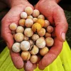 Stég Slaná Bojle Řada - Sladký Sen 20mm 800g