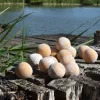 Stég Slaná Bojle Řada - Sladký Sen 20mm 800g