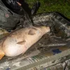 Nash Carp Care Air Camo Kaprová Kolébka