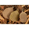 Korda Textured Square Pear Swivel Boilie olovo 56gr